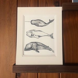 Whale illustration / print